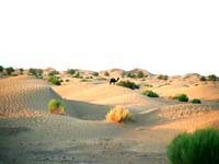 paysage_desert